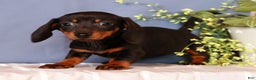 Miniature Dachshund dogs for sale: Izzy - Ad 4