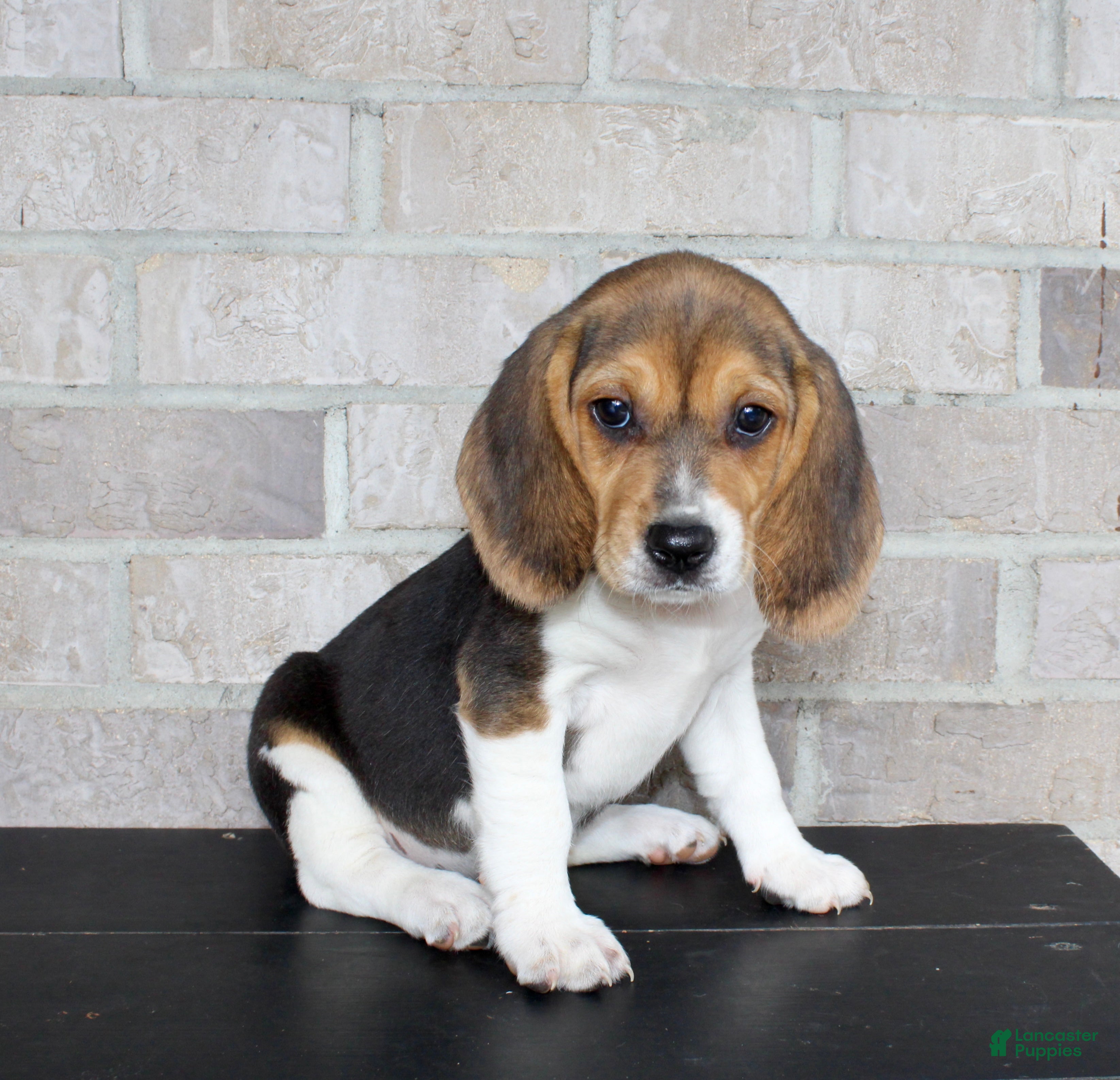 Beagle dogs Beauty - Ad 2