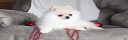 Pomeranian dogs for sale: Tiny Teddy - Ad 8
