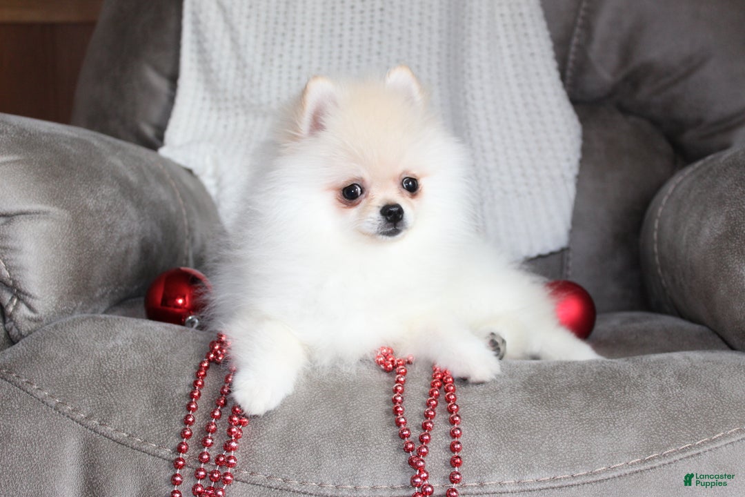 Pomeranian dogs for sale: Tiny Teddy - Ad 8