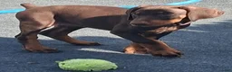 Doberman Pinscher dogs for sale: Doberman Pinscher Puppy 1 - Ad 2