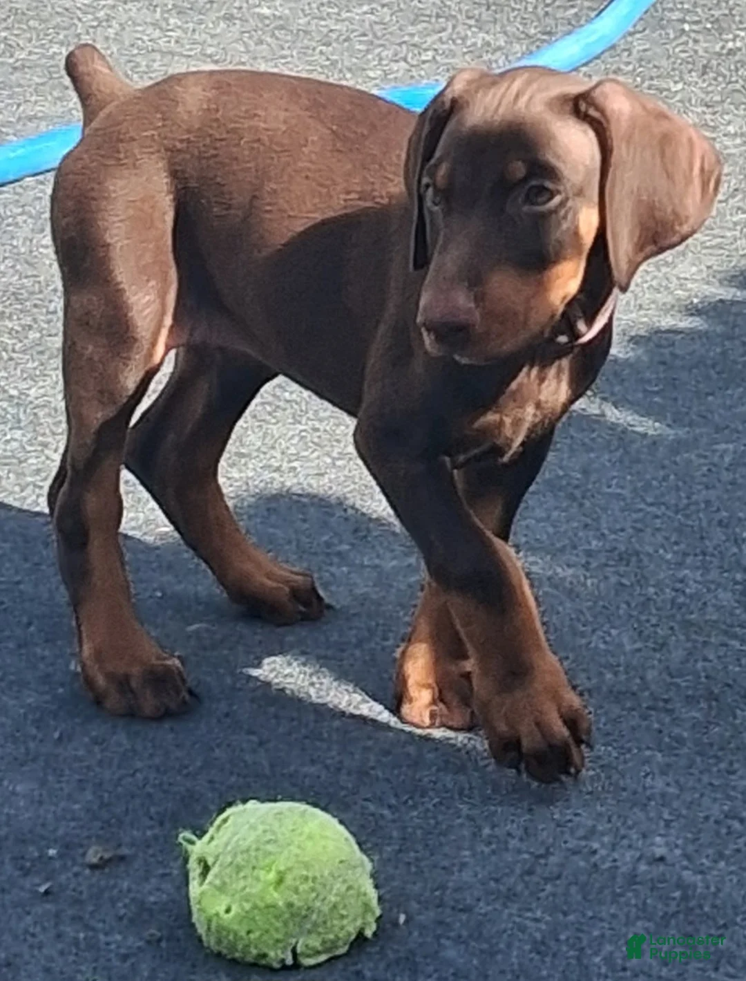 Doberman Pinscher dogs for sale: Doberman Pinscher Puppy 1 - Ad 2