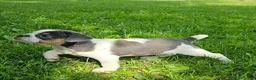 Mixed Breed dogs for sale: Spot - Ad 3