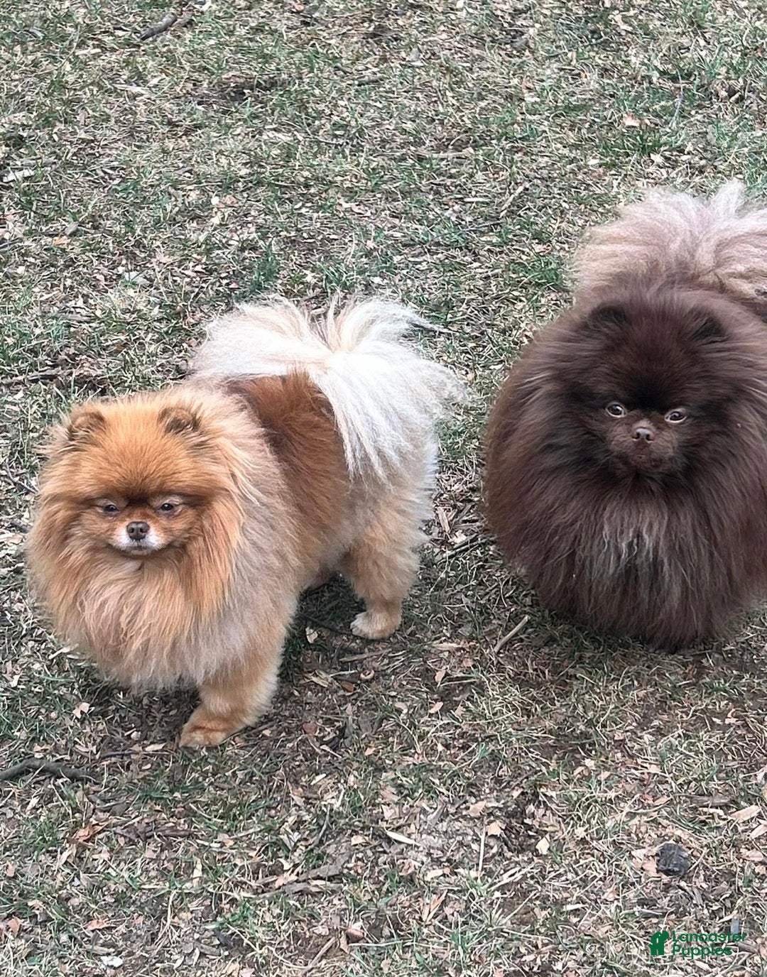 Pomeranian dogs for sale: Pomeranian Puppy 4 - Ad 2