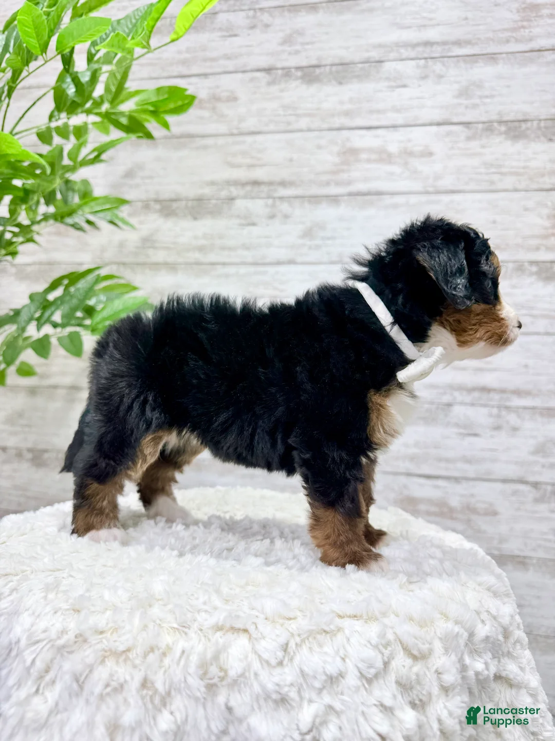 Mini Bernedoodle dogs for sale: 💖 Chloe - Ad 2