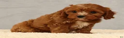 Cavapoo dogs for sale: Lilly - Ad 8