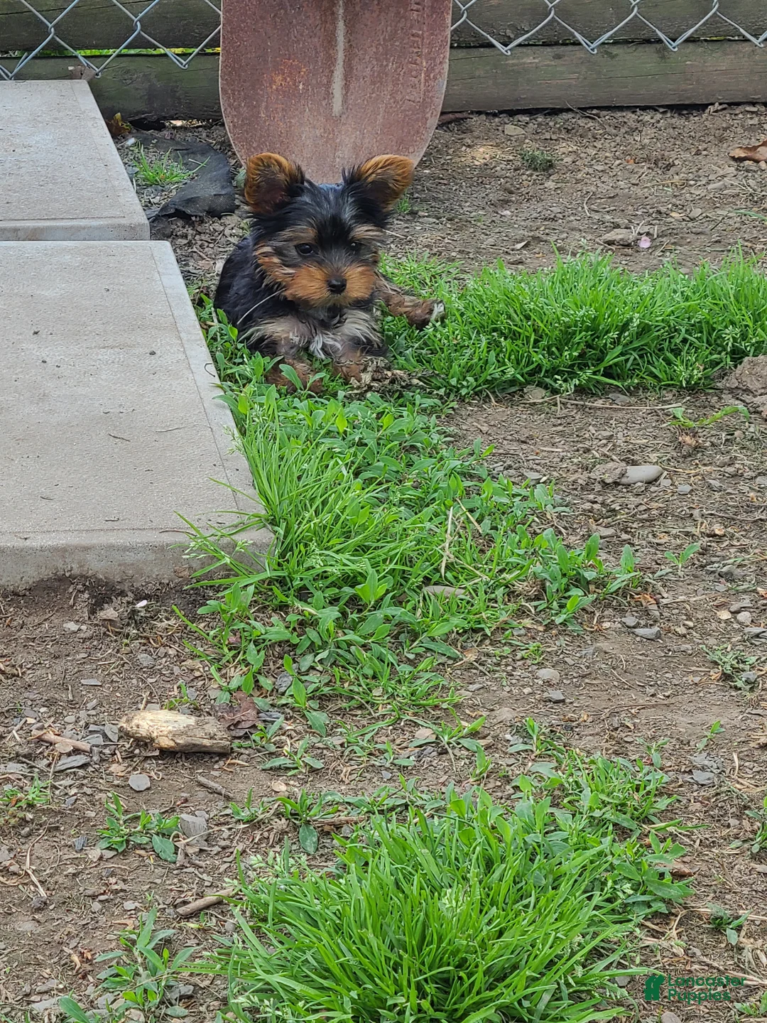 Yorkshire Terrier dogs for sale: Yorkshire Terrier Puppy 2 - Ad 1