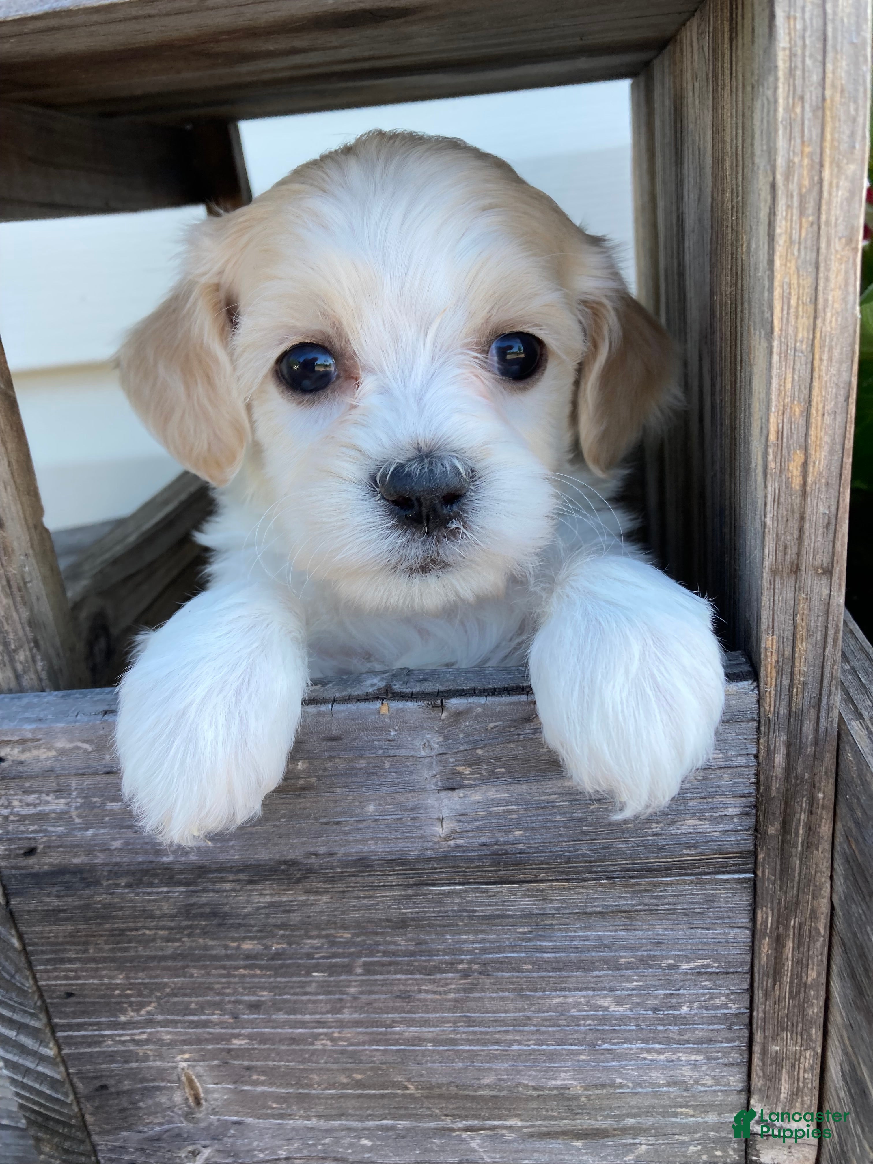 Mixed Breed dogs Willow - Ad 2