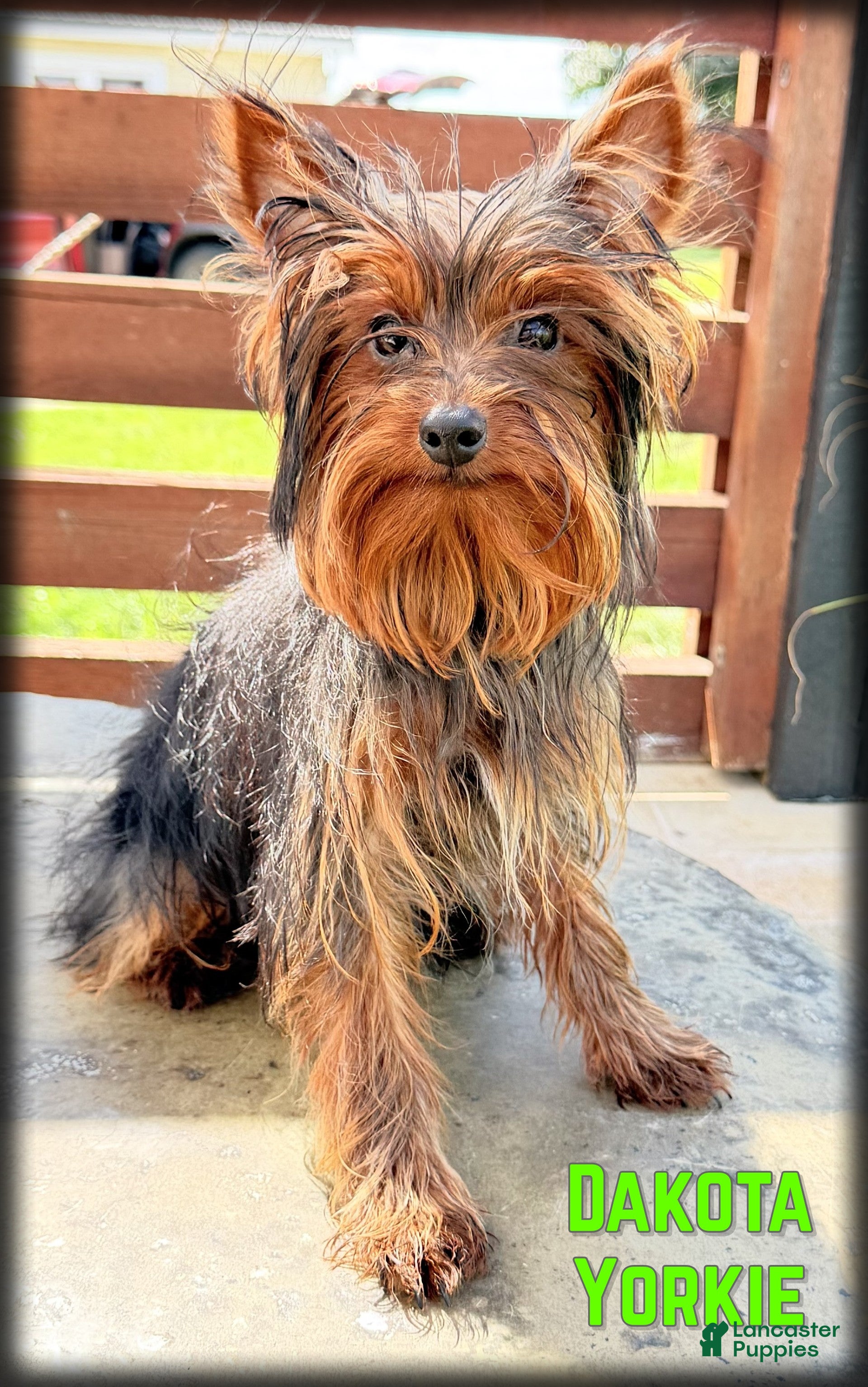 Yorkshire Terrier dogs Dakota - Ad 1