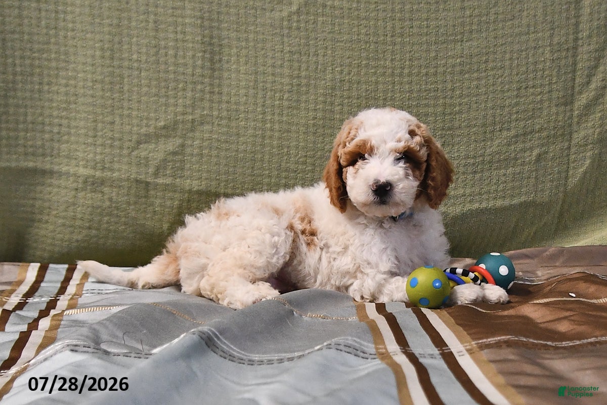 Goldendoodle dogs Drew - Ad 1