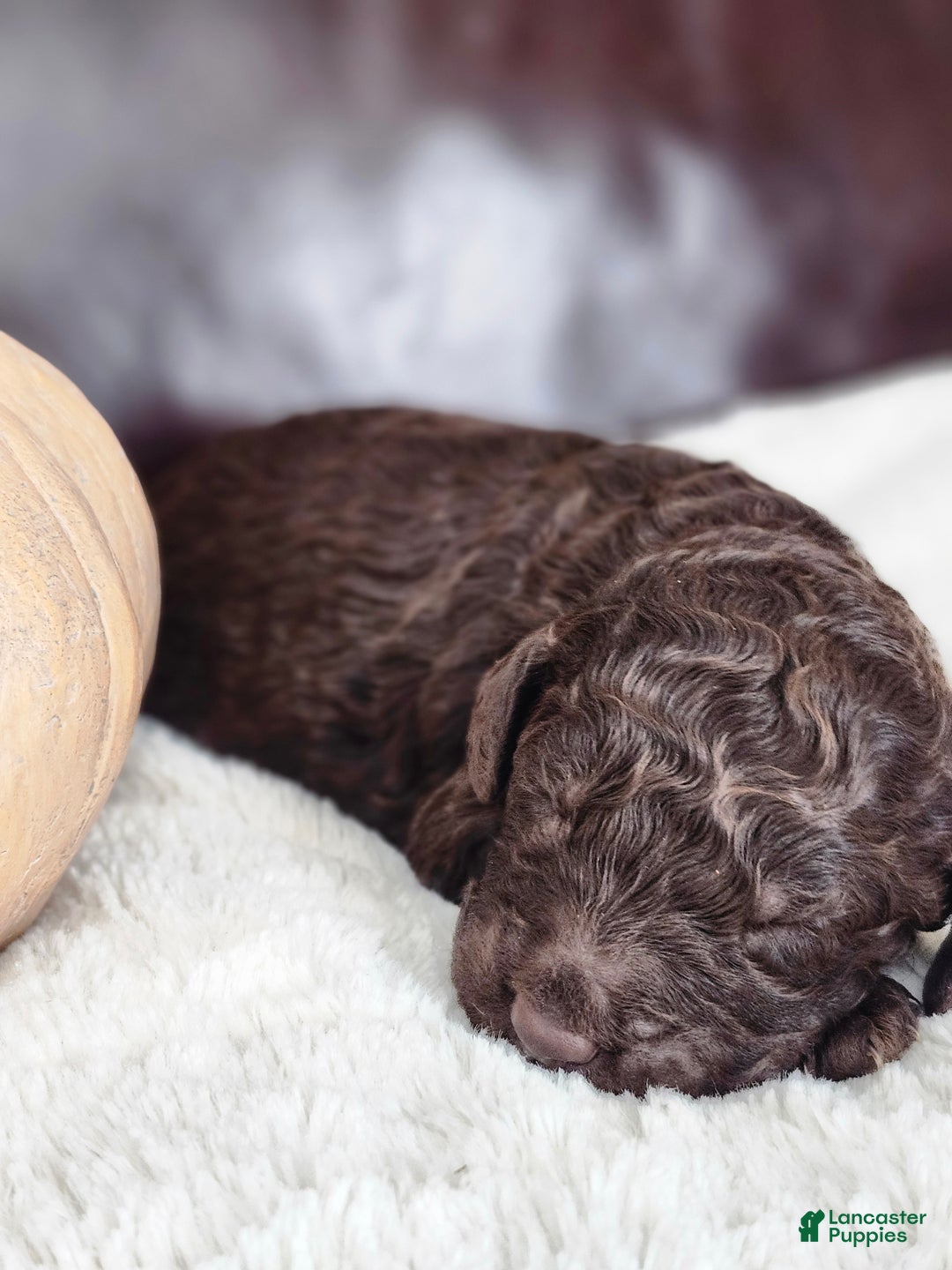 Labradoodle dogs for sale: Ginger - Ad 3