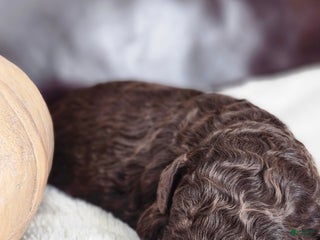 Labradoodle dogs - Ad 3