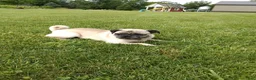 Pug dogs for sale: Kipp - Ad 6