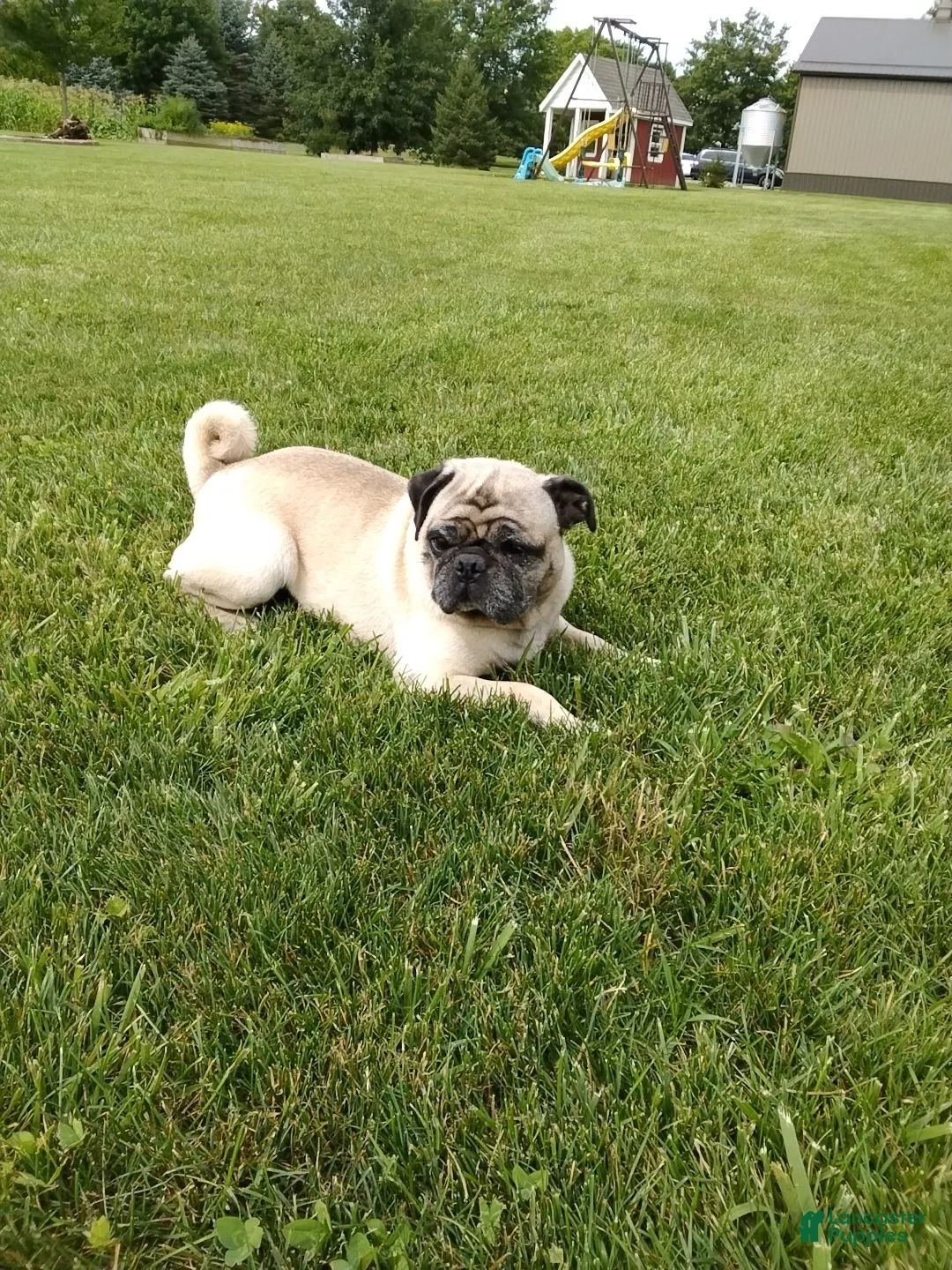 Pug dogs for sale: Kipp - Ad 6