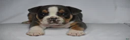 Beabull dogs for sale: Captain - Ad 12