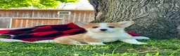 Welsh Corgi Pembroke dogs for sale: Tommy ❤️🐾Akc Genetic Tested Clear🐾❤️ - Ad 3
