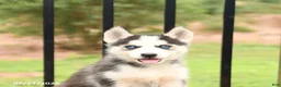 Siberian Husky dogs for sale: Barbie - Ad 4