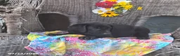 Labrador Retriever dogs for sale: Kathy - Ad 5