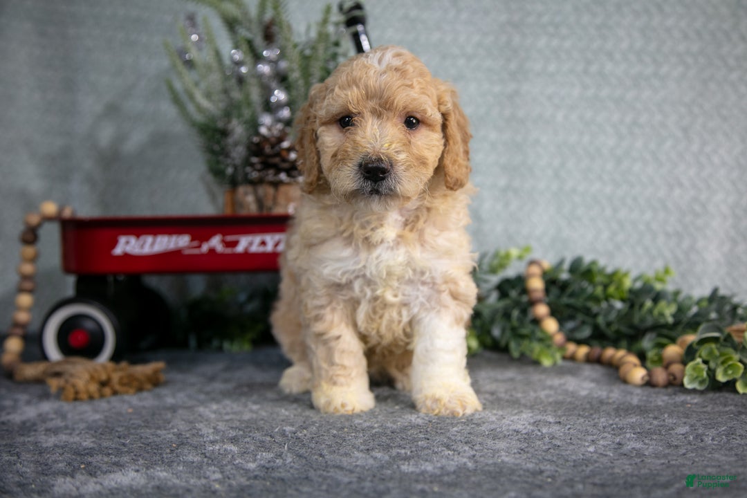 Miniature Poodle dogs for sale: Sylvie - Ad 1