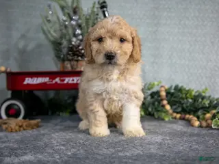 Miniature Poodle dogs Sylvie - Ad 41