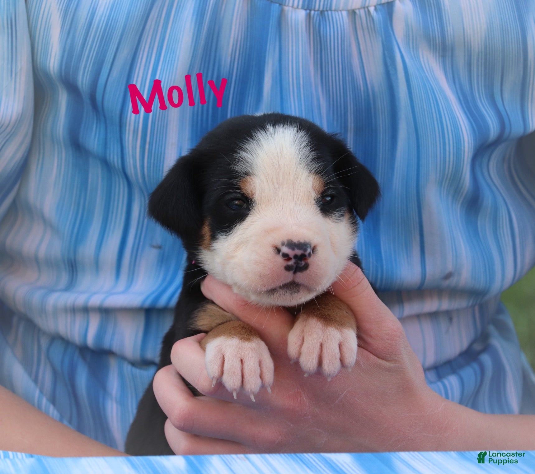Greater Swiss Mountain Dog dogs Greater Swiss Mountain Dog Puppy 3 - Ad 1