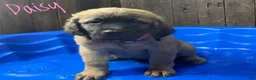 English Mastiff dogs for sale: Daisy - Ad 3