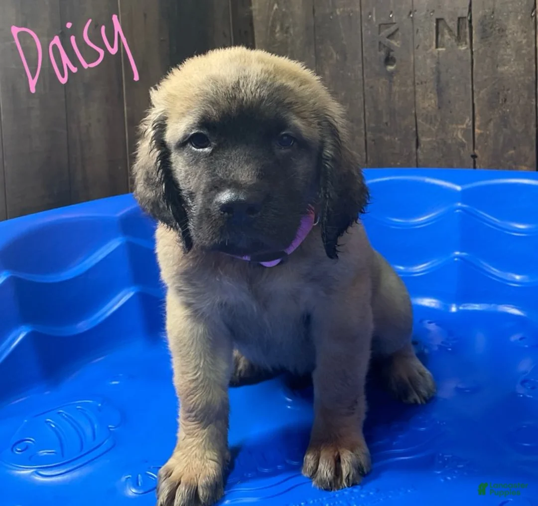 English Mastiff dogs for sale: Daisy - Ad 3