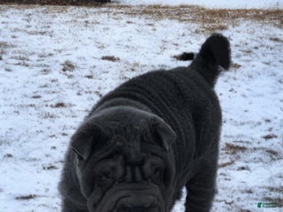 Shar Pei dogs Smurfette blue mini - Ad 4