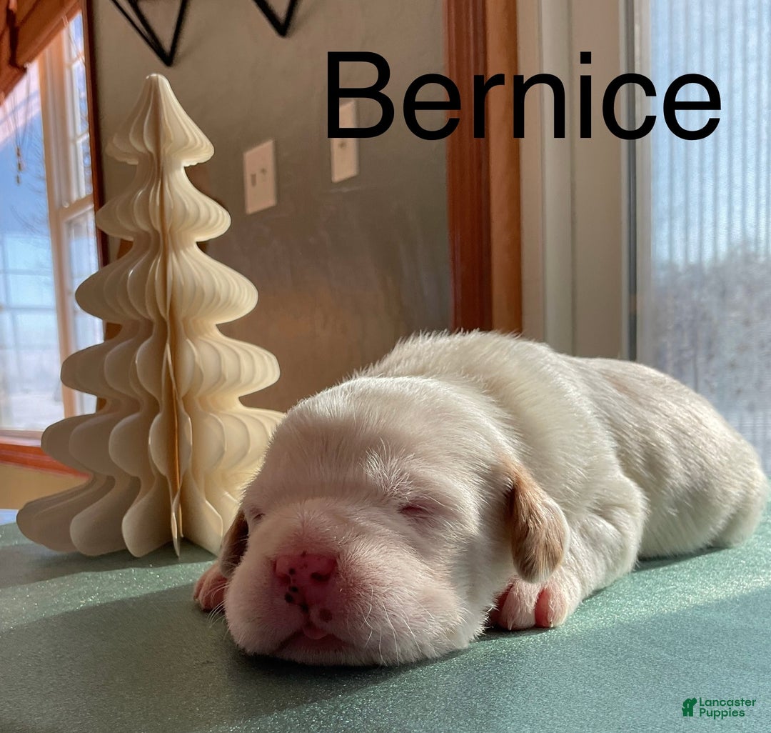 Mixed Breed dogs for sale:  Bernice - Ad 2
