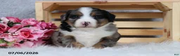 Mini Bernedoodle dogs for sale: Kaya - Ad 7