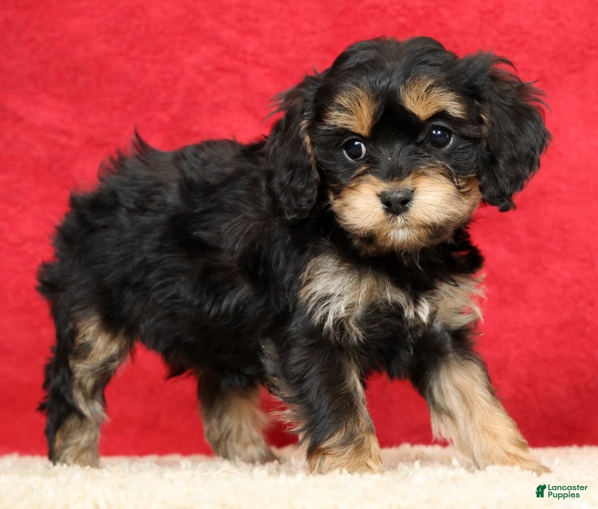 Cavapoo dogs Tina - Ad 2