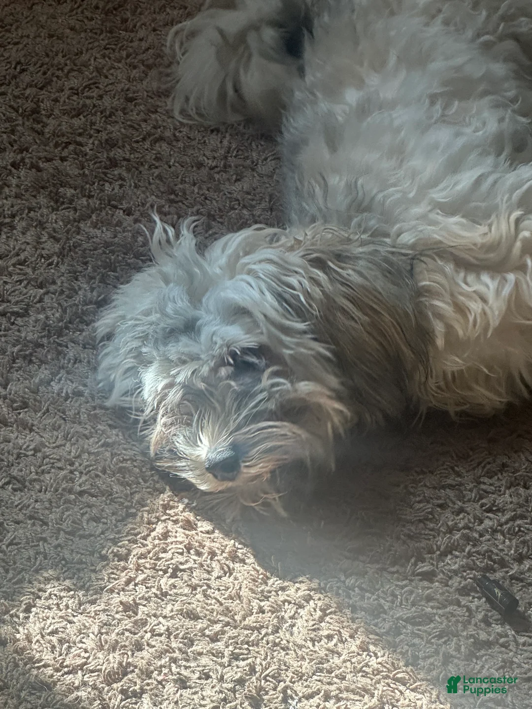 Mixed Breed dogs for sale: Mixed Breed Puppy 2 - Ad 2