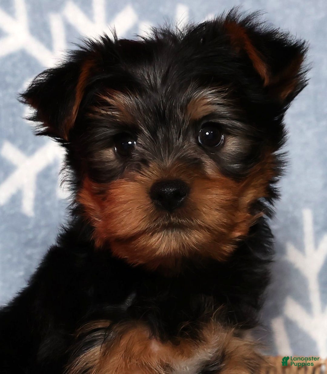 Yorkshire Terrier dogs for sale: Milo - Ad 9