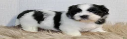 Shih Tzu dogs for sale: Dot - Ad 9