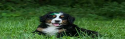 Bernese Mountain Dog dogs for sale: SCOUT - Ad 3