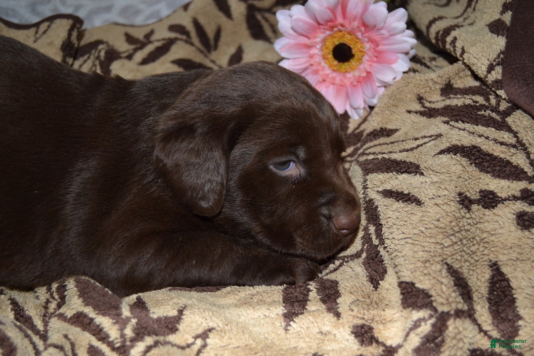 Labrador Retriever dogs for sale: Marly - Ad 3