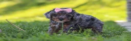 Miniature Poodle dogs for sale: Lexi - Ad 5