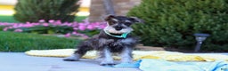 Miniature Schnauzer dogs for sale: Blake - Ad 4