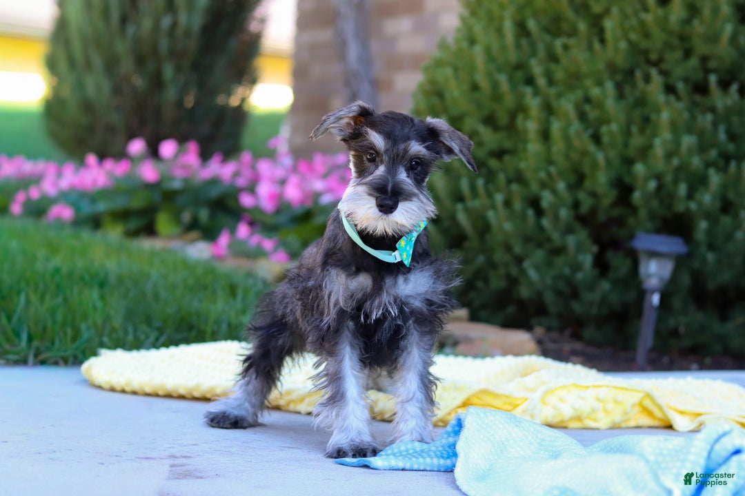 Miniature Schnauzer dogs for sale: Blake - Ad 4