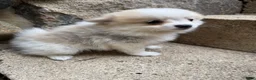 Pomeranian dogs for sale: Rachelle - Ad 18