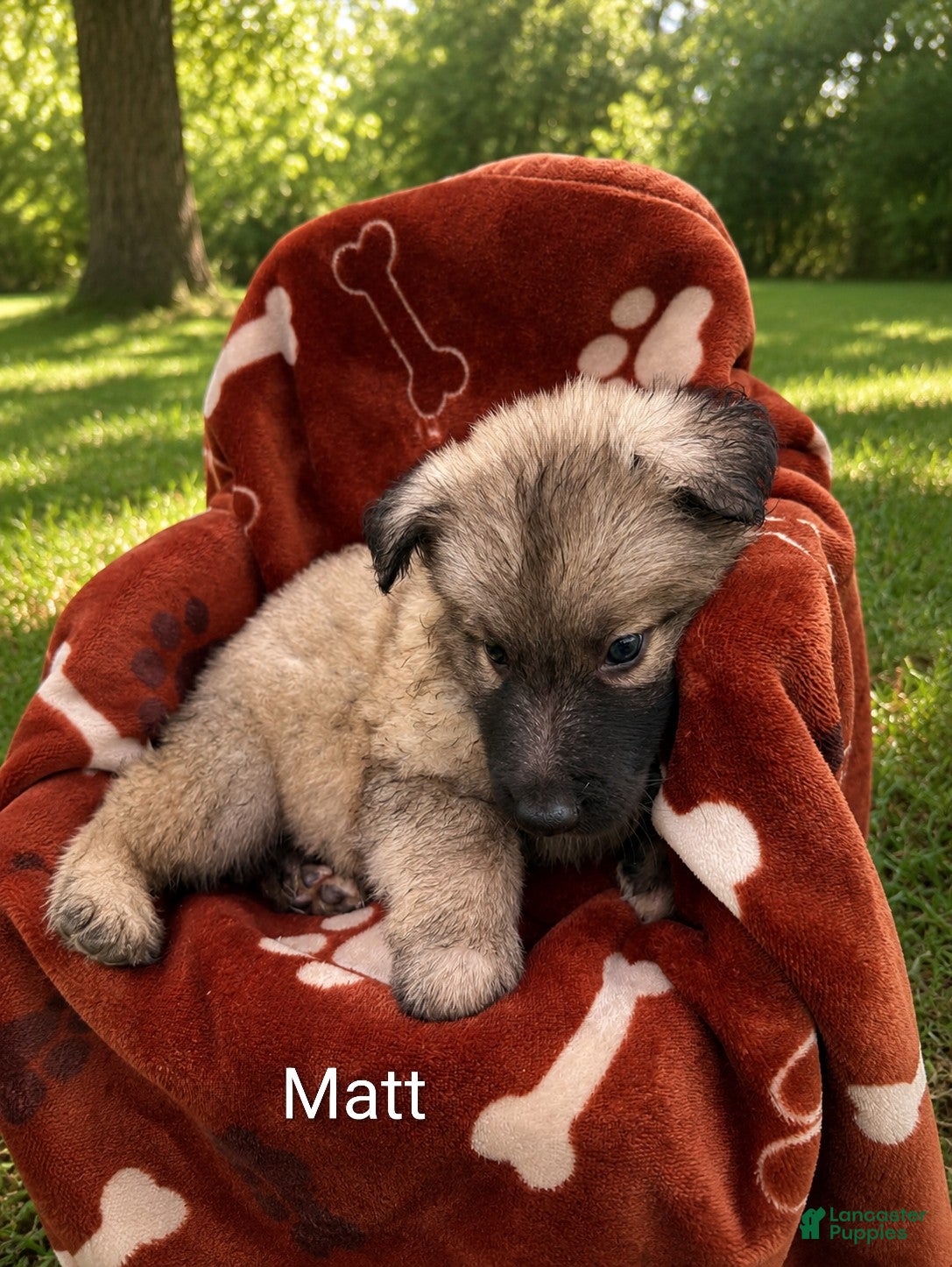 German Shepherd dogs Matt - Ad 1