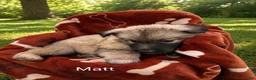 German Shepherd dogs for sale: Matt - Ad 1