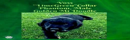 Mixed Breed dogs for sale:  Voss — Lime Green Collar • Male Golden Mountain Doodle - Ad 2