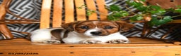 Jack Russell Terrier dogs for sale: Sandy - Ad 2
