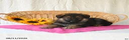 German Shepherd dogs for sale: Tiana - Ad 5