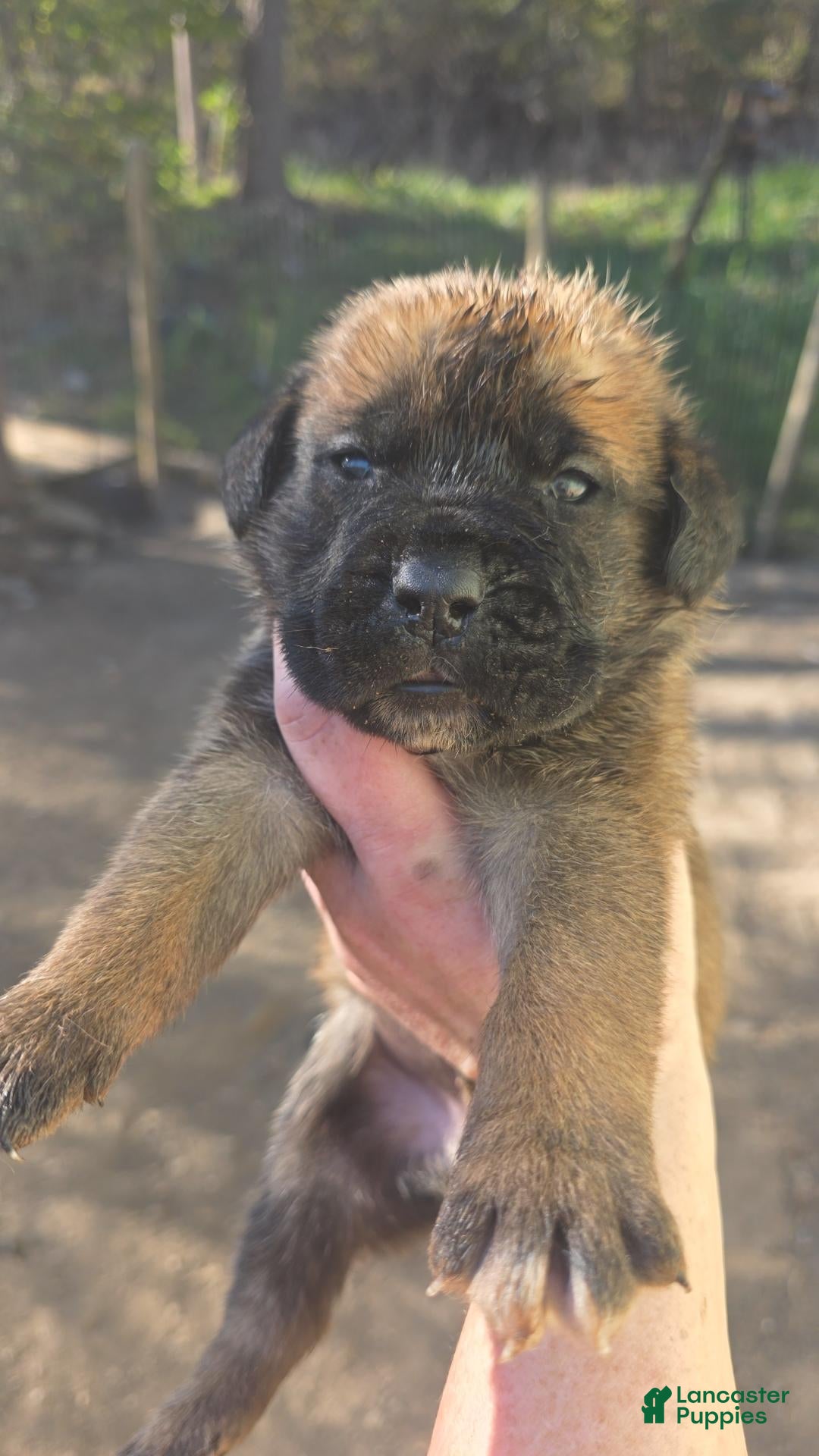 Cane Corso dogs for sale: Cane Corso 3 - Ad 20