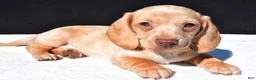 Dachshund dogs for sale: Sammy - Ad 3
