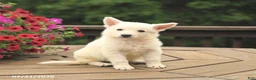 German Shepherd dogs for sale: Macaron - Ad 1