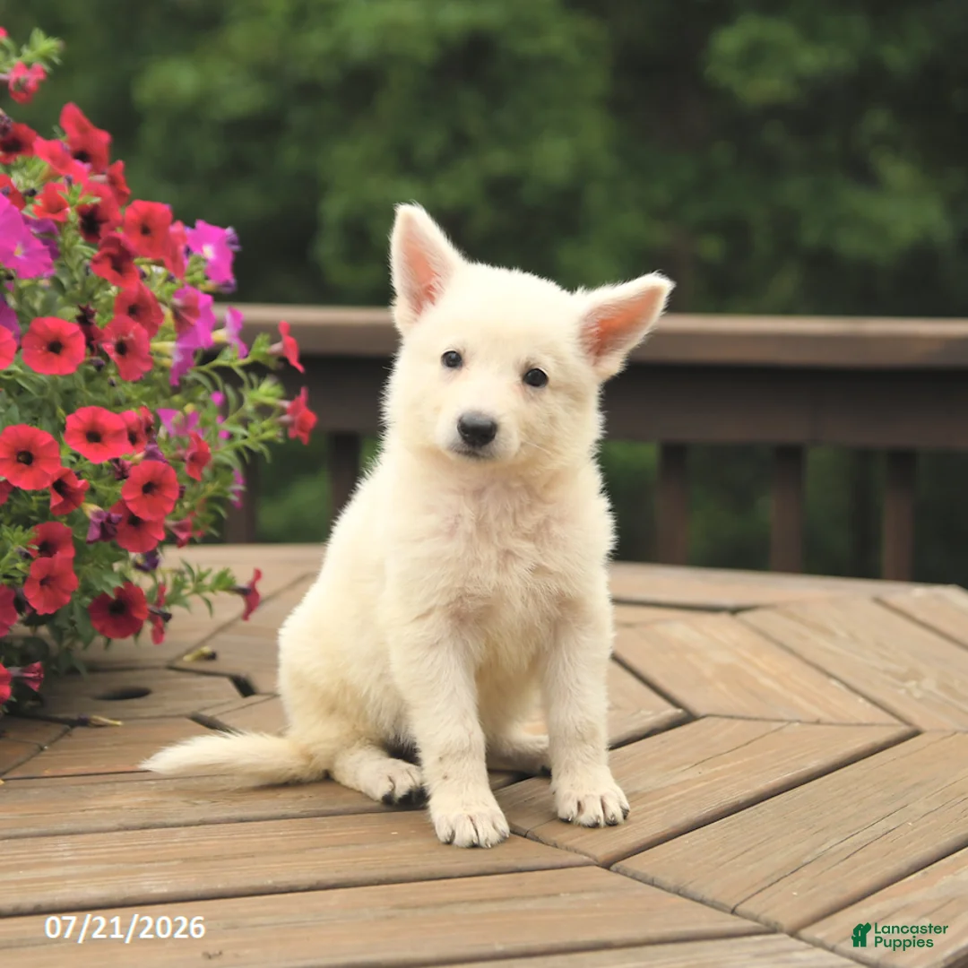 German Shepherd dogs for sale: Macaron - Ad 1