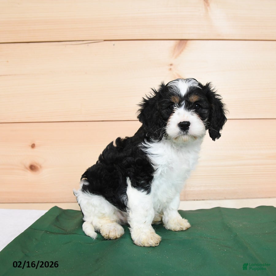 Cavapoo dogs Horace - Ad 2